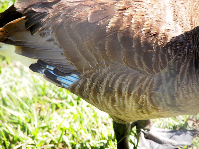 [The back end of a goose with two rows of new hollow stems with dark brown sprouts at the end of the bluish stems.]
